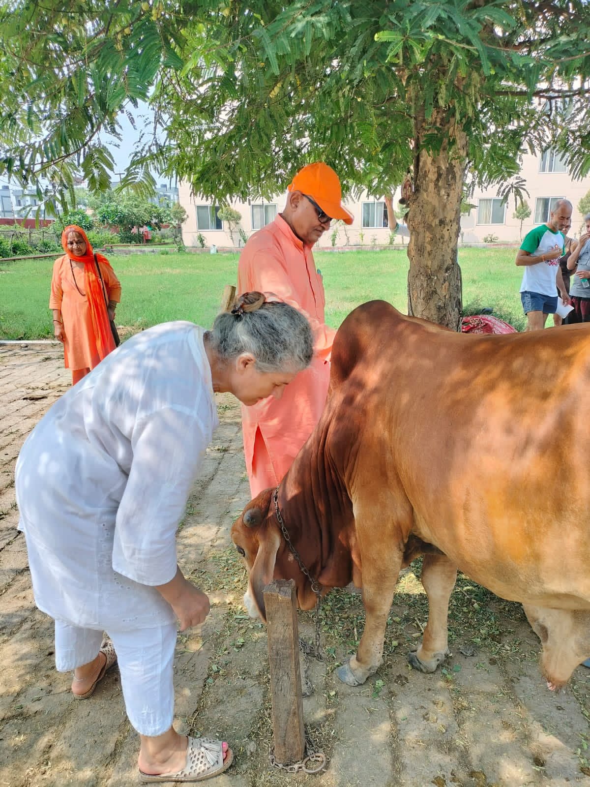 Cow Cuddling Experience 1