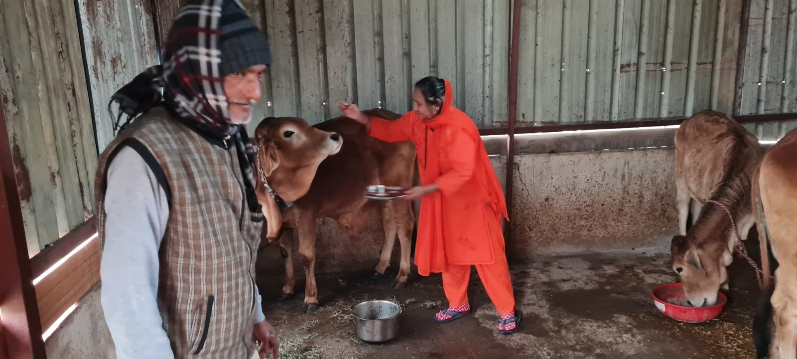 Cow Cuddling Experience 2