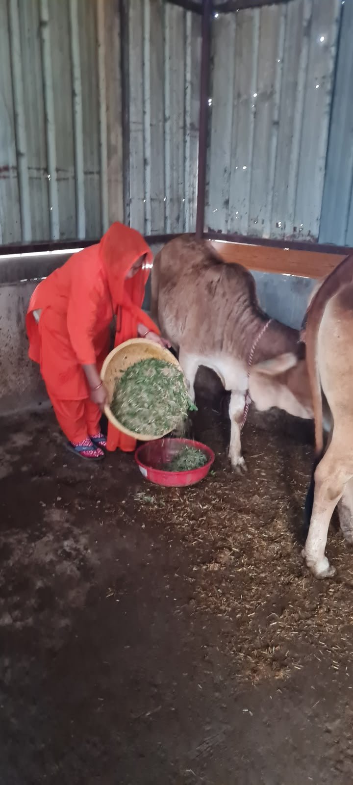 Cow Cuddling Experience 3