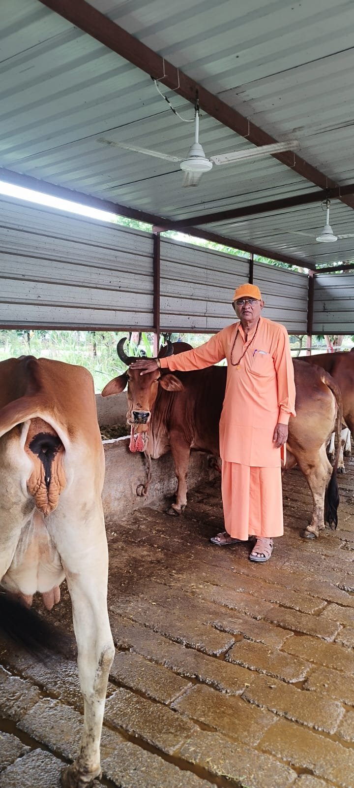 Cow Cuddling Experience 4