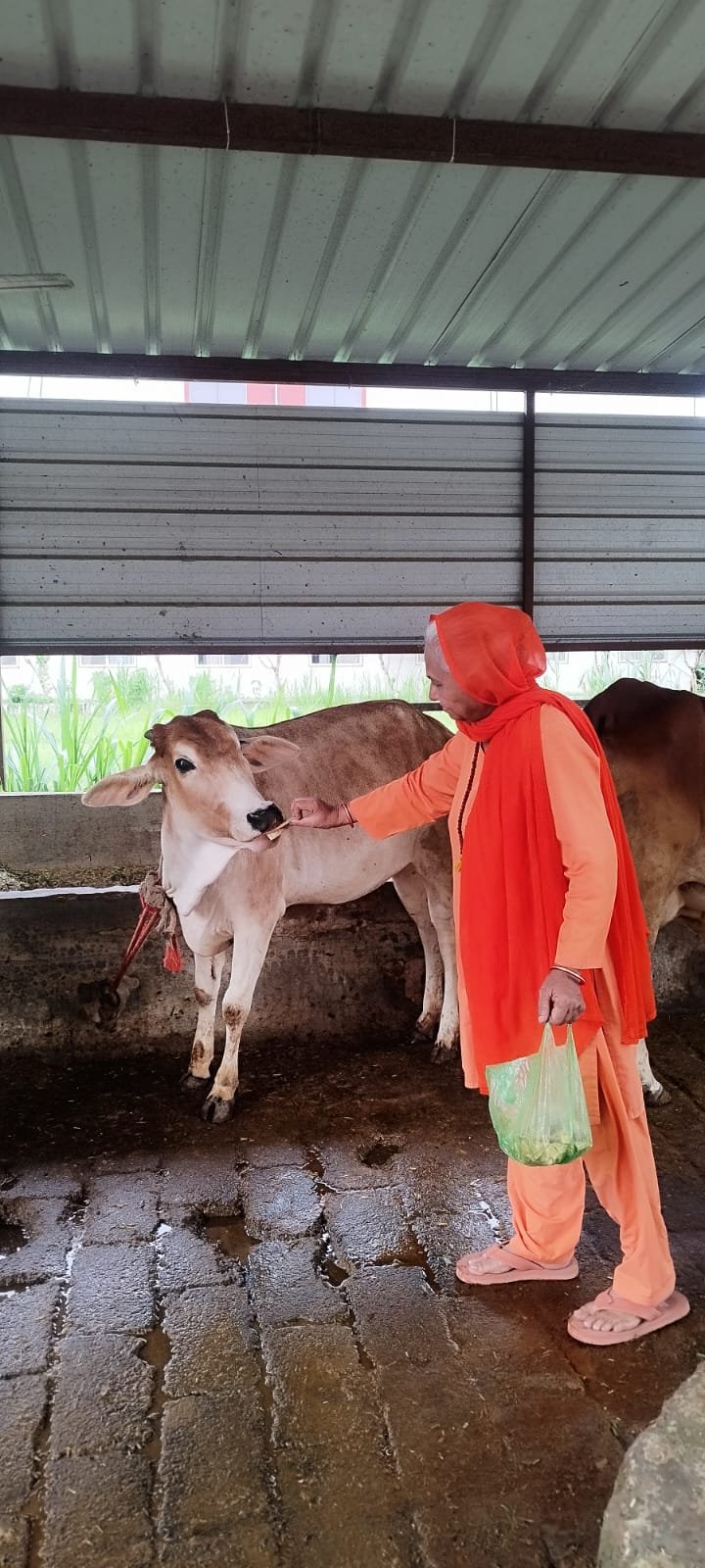 Cow Cuddling Experience 5